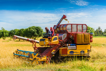 Fototapeta premium Combine harvester in action on rice field. Harvesting is the process of gathering a ripe crop
