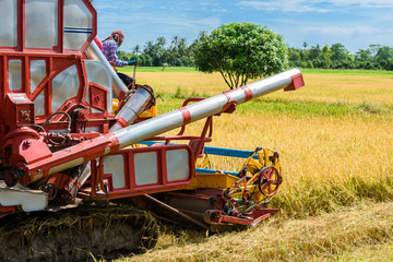 Combine harvester in action on rice field. Harvesting is the process of gathering a ripe crop