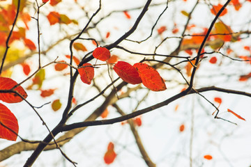 Group of orange leaves against a background of blurred leaves and branches