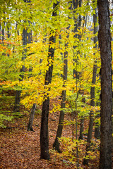Colorful autumn landscape Beautiful autumn forest