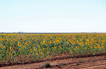 field of sunflowers under an autumn Texas sun