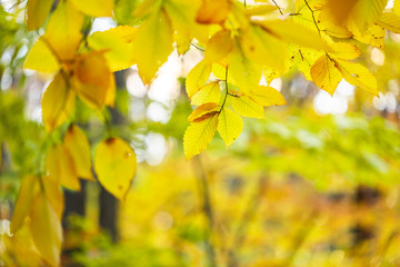 close up of tree trunk with lots of autumn leaves surrounding