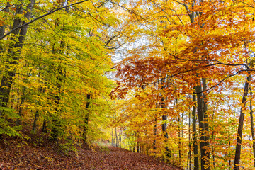 Colorful autumn landscape Beautiful autumn forest