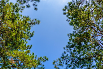 Green leaves on trees with a blue sky and white clouds in the spring afternoon