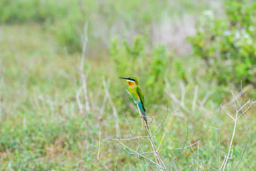 Blue tailed bee-eater (Merops philippinus) perched and looking
