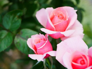 pink roses in garden