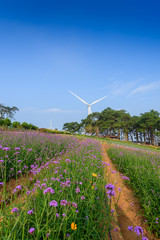 Violet verbena flowers on blurred background with wind turbine and sunshine in the morning
