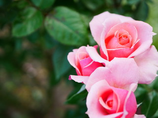 pink rose in garden