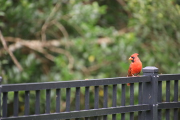 Red male northern cardinal songbird perched on black metal fence in backyard bird garden.