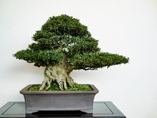 Fototapeta premium bonsai tree isolated