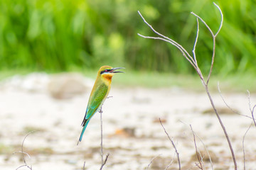 Blue tailed bee-eater (Merops philippinus) perching and waiting