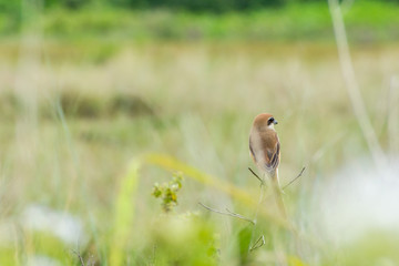 tiger shrike perching