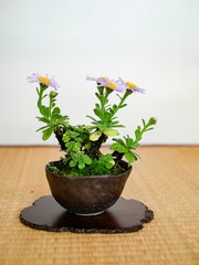 plant in flowerpot