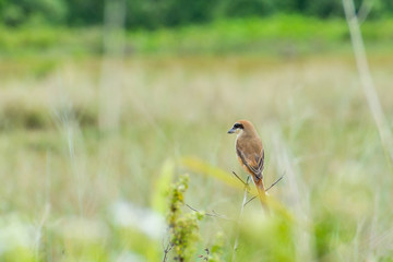 tiger shrike perching