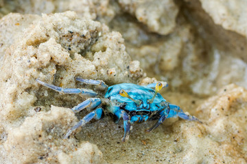 Blue crab on sandy beach
