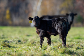 Yong Angus cattle on a late autumn day in Minnesota © Steve Oehlenschlager