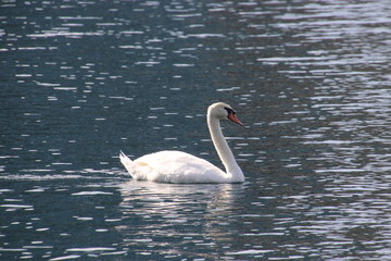Swan birds swimming on blue reflecting water lake.