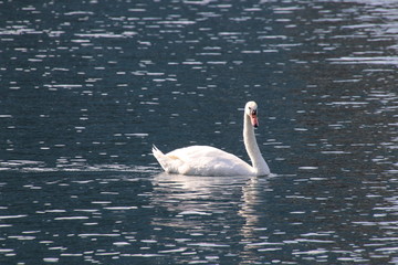 Swan birds swimming on blue reflecting water lake.