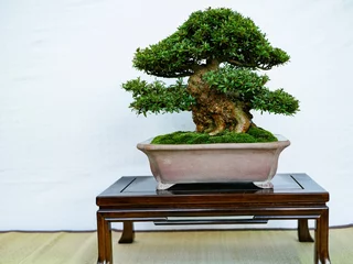 Foto op Canvas bonsai tree isolated on white © Chiaki