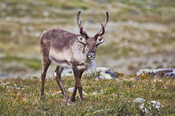 reindeer grazing in nature