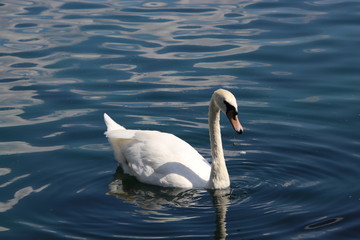 Swan birds swimming on blue reflecting water lake.