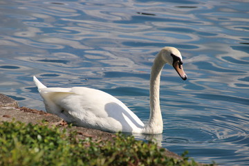 Swan birds swimming on blue reflecting water lake.