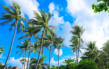 Fototapeta na wymiar coconut trees with blue sky for natural background