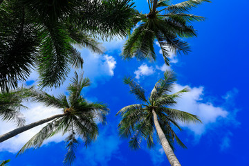 Fototapeta na wymiar coconut trees with blue sky for natural background