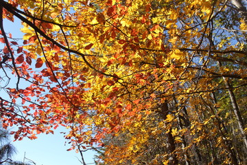 More yellow than red