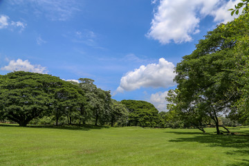Fototapeta na wymiar Green park landscape