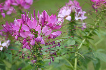 a pink flower and blur background marco view