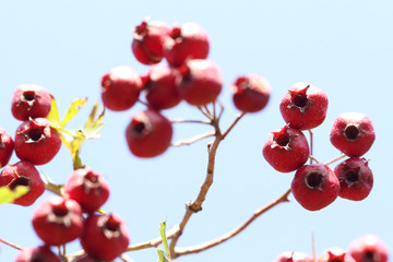 Fototapeta na wymiar wild red hawthorn fruit in autumn on blue background of blue sky