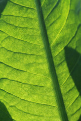 texture of green leaf