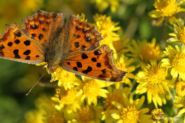 butterfly on yellow wild chrysanthemum flower