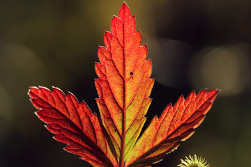 red autumn leaves on black background
