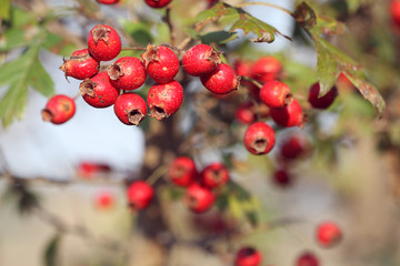 wild red hawthorn fruit in autumn on blue background of blue sky