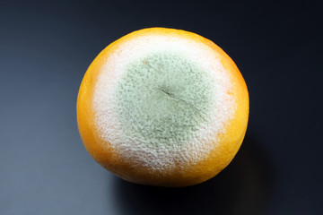 rotting grapefruit on a dark background