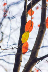 Three vertical leaves on a branch