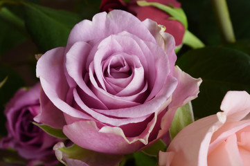 close up of purple rose for background 