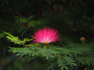 Pink Red Powder Puff : A bunch of clusters at the end of the branch. Buds are red round shape. And the scientific name is Calliandra Haematocephala Hassk
