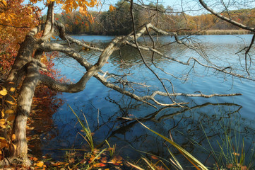 Fall tree branch and reflection in lake