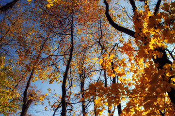Upward view of treetops with fall foliage