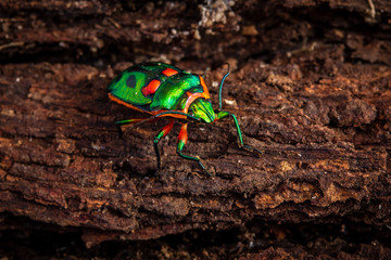 Green jewel bug, Scutiphora pedicellata found around the eastern coast of Australia