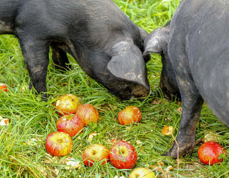 Two large Black Pigs or Devon Pigs, a rare breed pig originally from Devon, eating apples. 