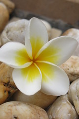 Obraz na płótnie Canvas frangipani flowers and stones in a bowl