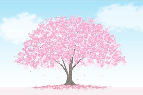大きな桜の木　景色