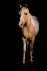 Obraz na płótnie Canvas paint horse