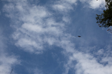 Fototapeta na wymiar Bird in sky