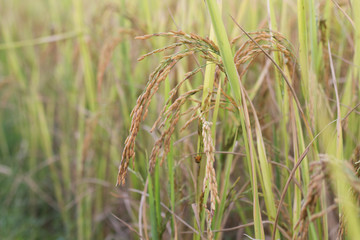 Rice in paddy field ready to harvest.
