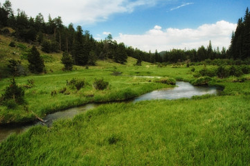 Stream in valley meadow with evergreens